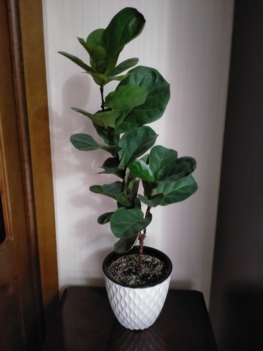 Продам фикус Лирата