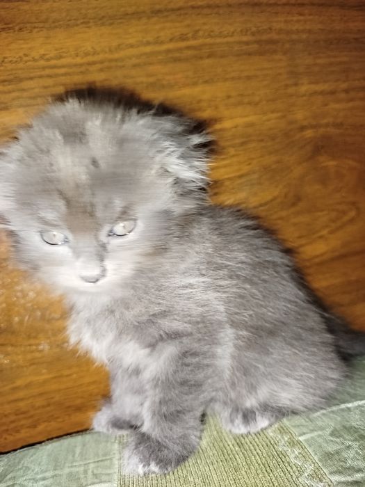 Котёнок веслоухи шотландец