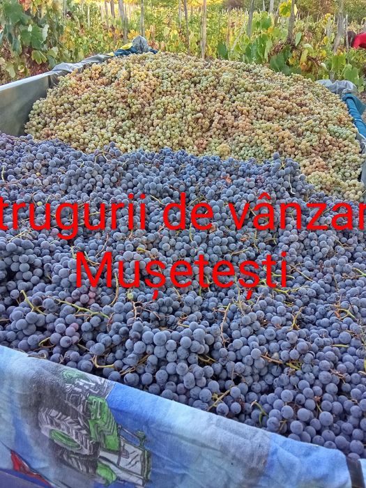 Vând struguri albi și negri