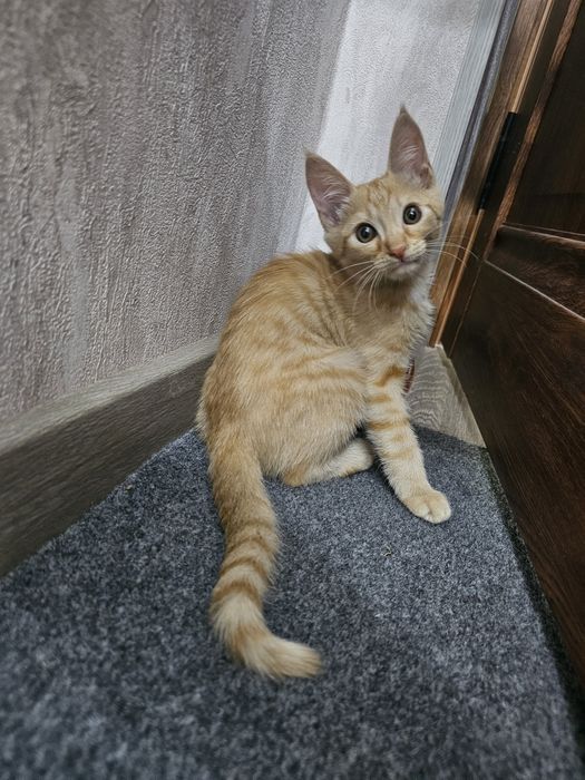 Рыжий Котёнок Мальчик в Добрые Руки!