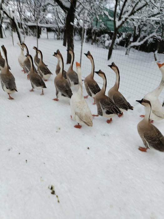 gaste chinezesti curunculate