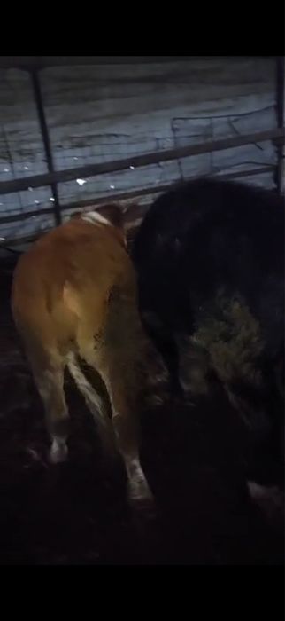 De vanzare vitele grase