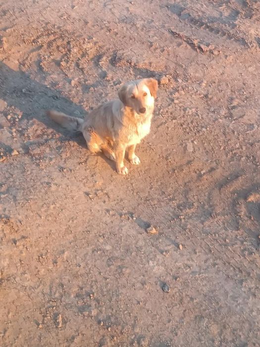 Отдам двух молодых собак