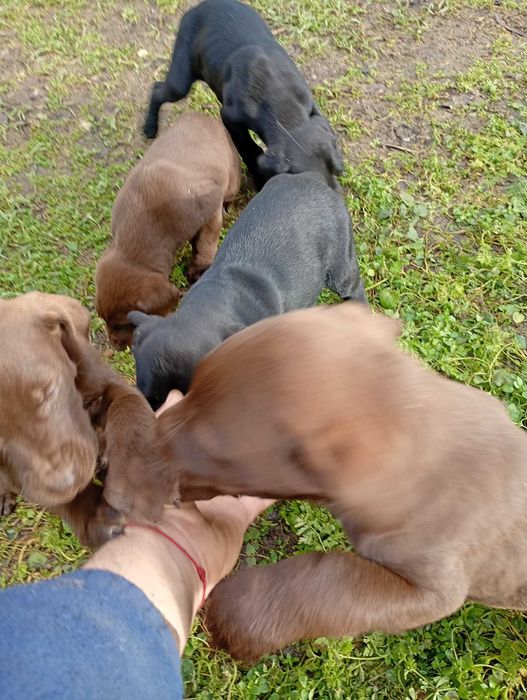 Малки питбулчета ПОДАРЯВАТ СЕ