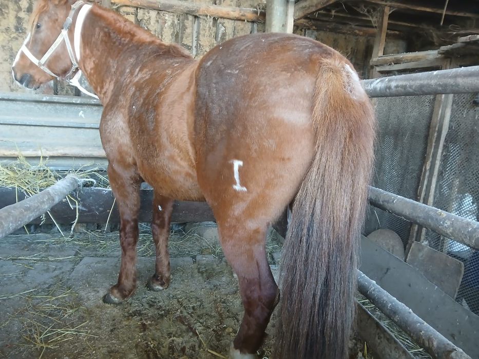 Продам лошадь (Айғыр)