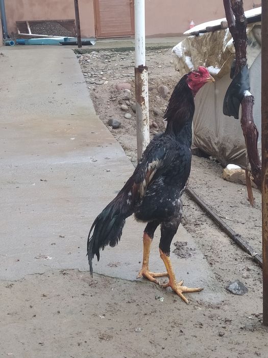 Dakan joja sotiladi Mayiski