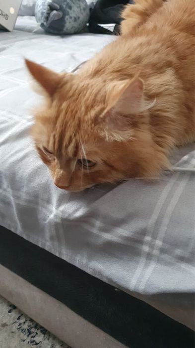 Ласковый котик Флафи