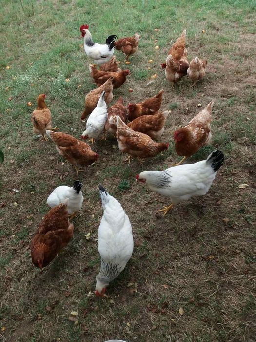 Поладки, пилета, породи за яйца