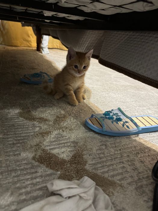 котенки продам срочно