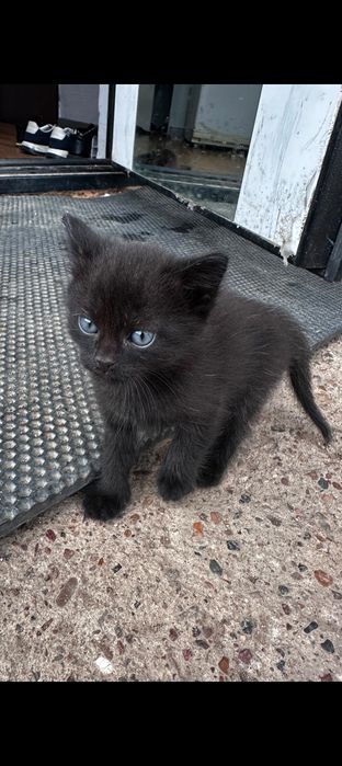 Котята в добрые руки.