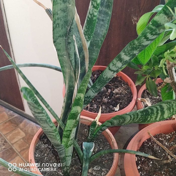 Цветя които ми се повтарят