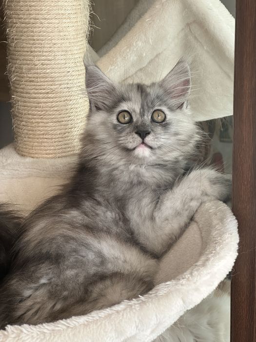 Maine Coon cu pedigree