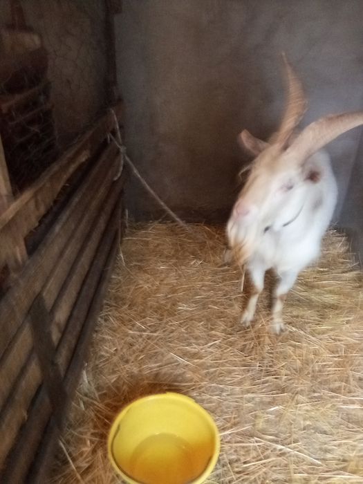 Țap de rasă Saneen