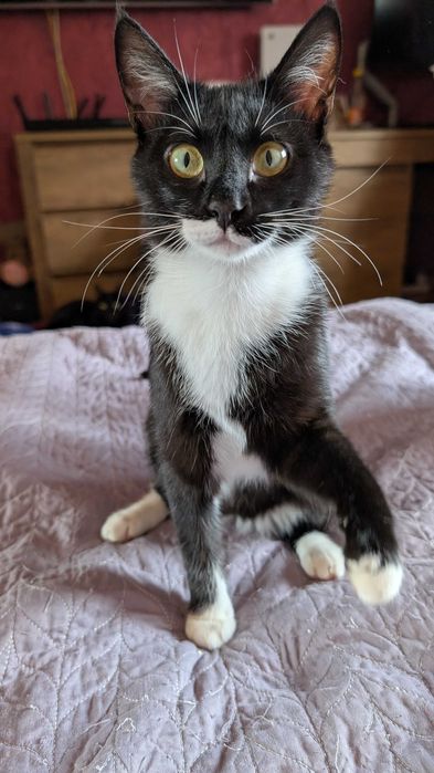 Pisicuta vaccinata si sterilizata pentru adoptie