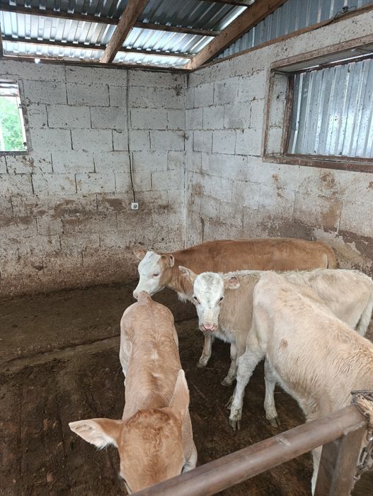 Продаются тёлочки