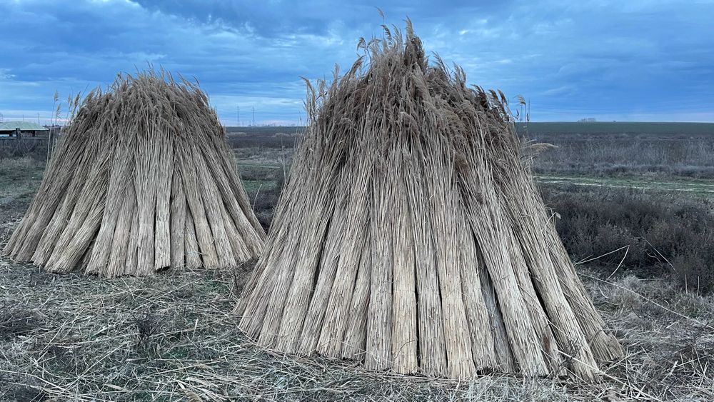 Stuf Nou/Uscat, TRESTIE, acoperiri cu Stuf (NEW REED)