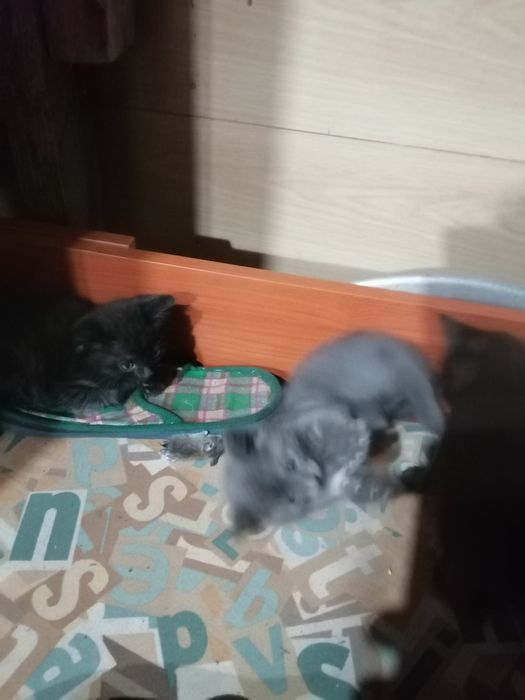 Отдам котят 3 мальчика