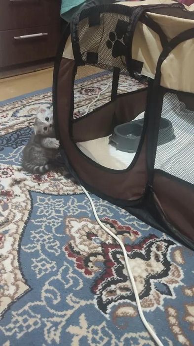 Шотландски котята 1.5 месяц
