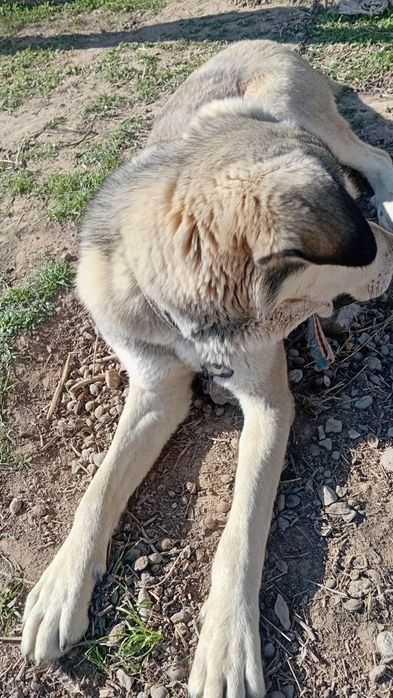 Зоттор ит сотилади