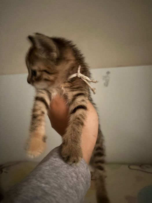 Котёнок,  маленкая кошка