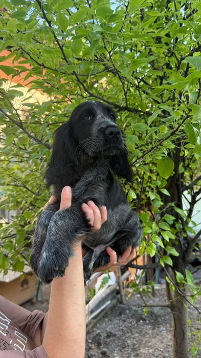 Русский охотничий спаниель