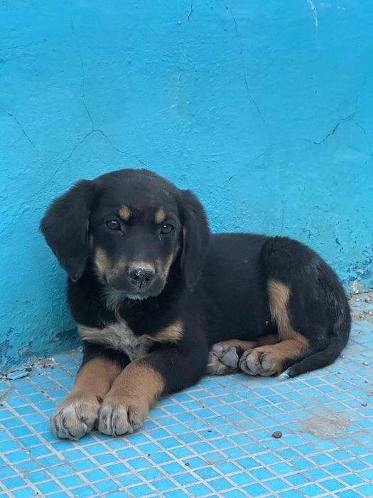 Щенок канден в добрые руки