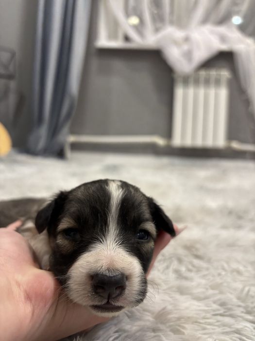 Отдаю щенков в добрые руки)