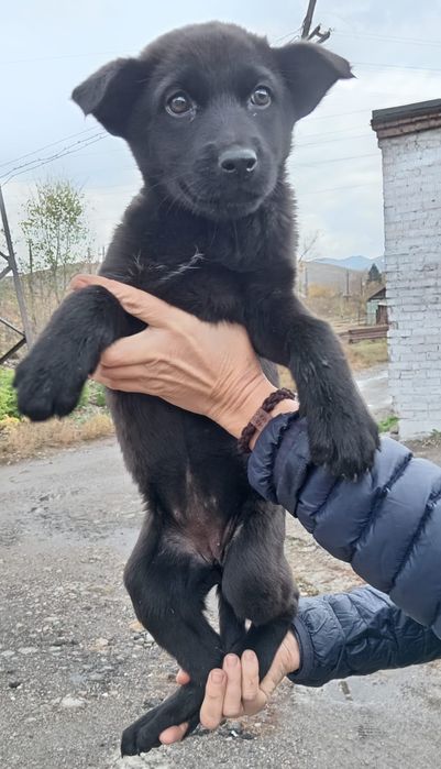 Пристраиваются щенки