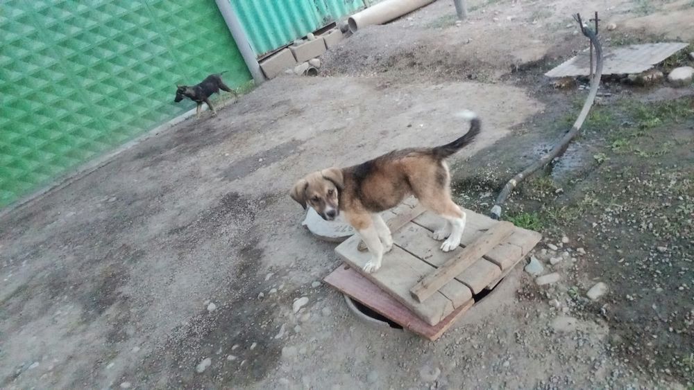 Продам щенка тобет