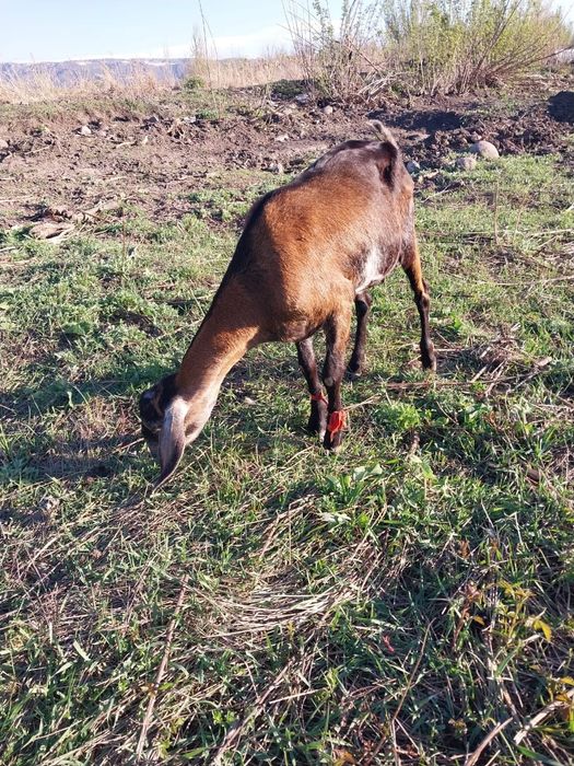Коза англонубийская