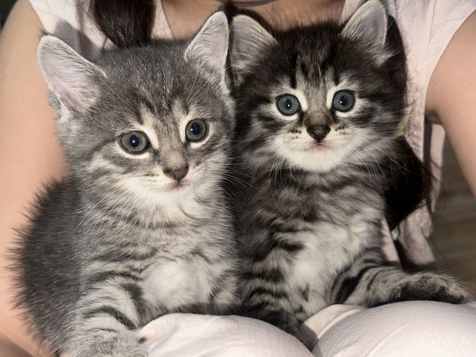 Продам котят 2х месячных  .Мама турецкая ангора.