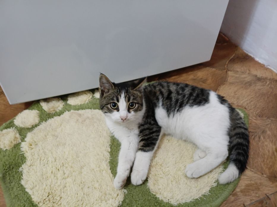 Кошки бесплатно отдам