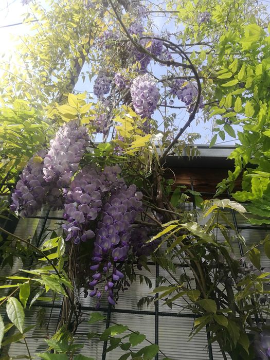 Glicina cu flori bleu foarte parfumate