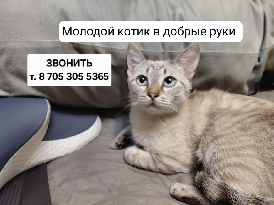 Молодой котик в добрые руки