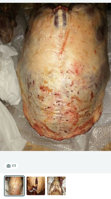 Продам мясо конины