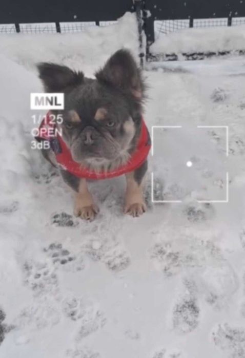 Френски булдог - Флъфи - мъжки