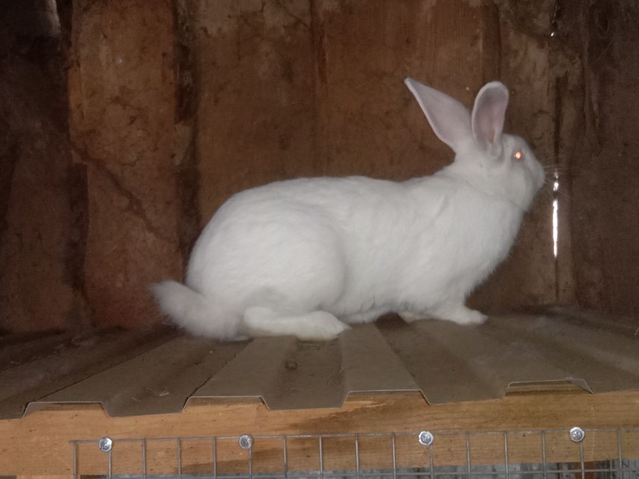 Продам кроликов на развод