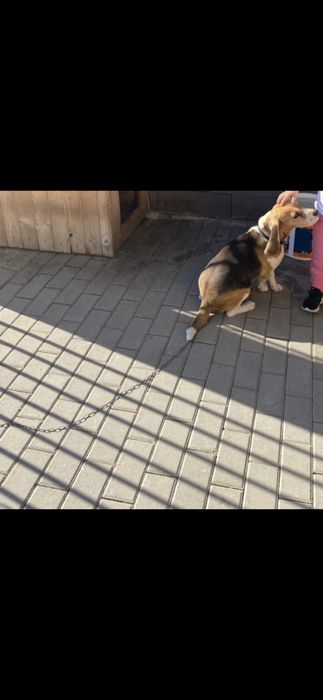 Donez cățel de rasa bigal