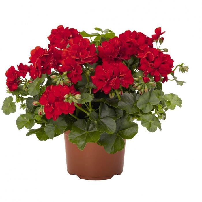 Продам комнатные цветы