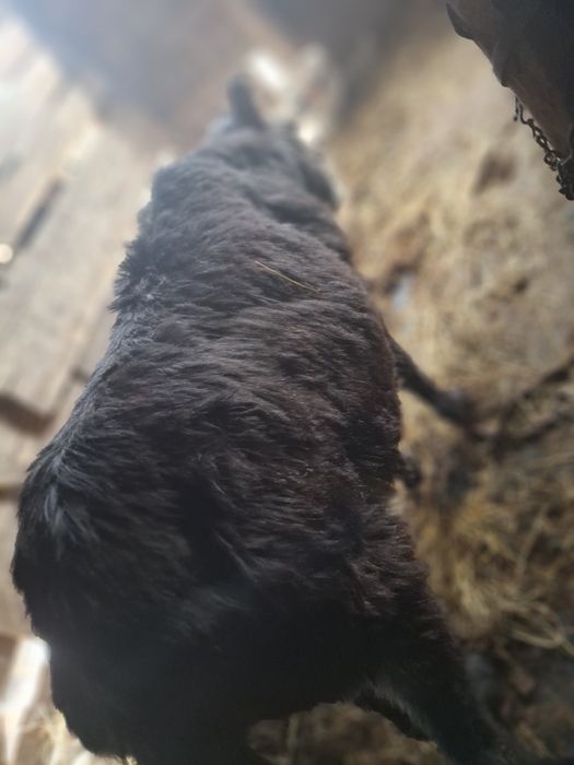 Măgărița gestanta de vînzare