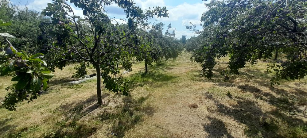 Prune anaspet si negre cateva tone