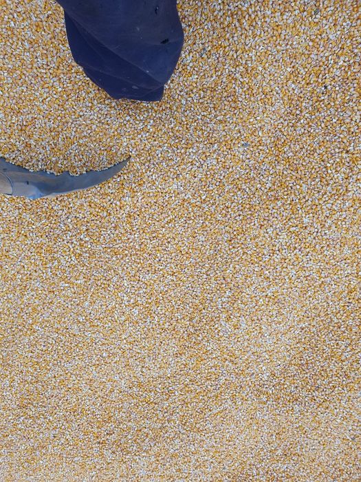 Vând porumb, grâu, orz și ovăz producție 2025