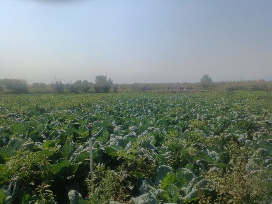 Varza de Buzău de vanzare