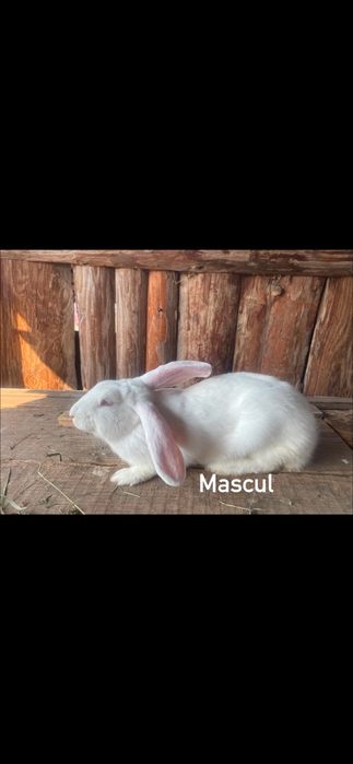 Vand  iepuri de diferite rase sunt frumosi si mancacosi