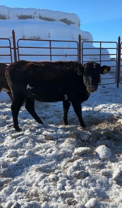 Тёлки 5 голов стельные