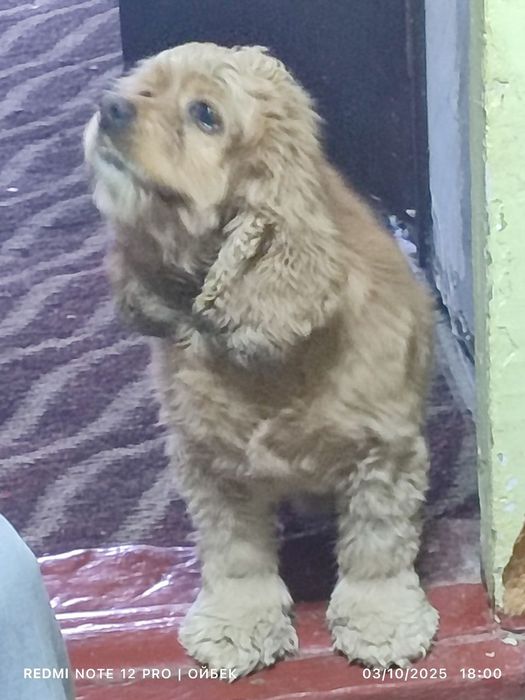 Amerikanskiy spaniel Американский спаниель