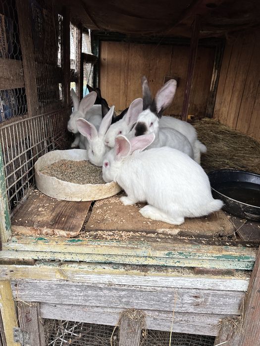 Vand iepuri marele alb si urias de transilvania