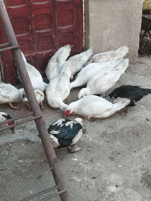 Vând  rațe și rățoi