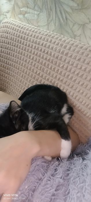 Отдам котенка в добрые руки