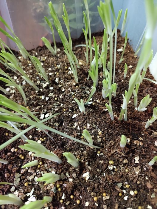 Оптом Распродажа отростки лилии Лилия нихоллари